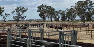 Stoney Point South Australian Bull Sale